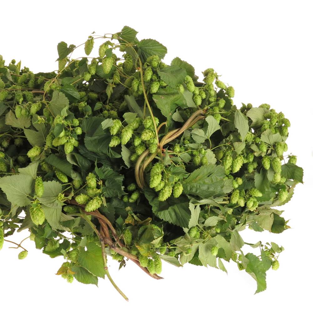 Hopfen Ranken dunkel grün 750cm