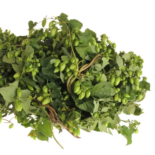 Hopfen Ranken dunkel grün 750cm