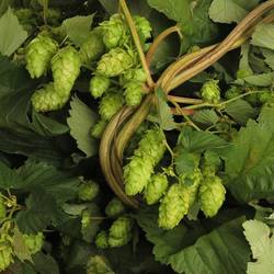 Hopfen Ranken dunkel grün 750cm