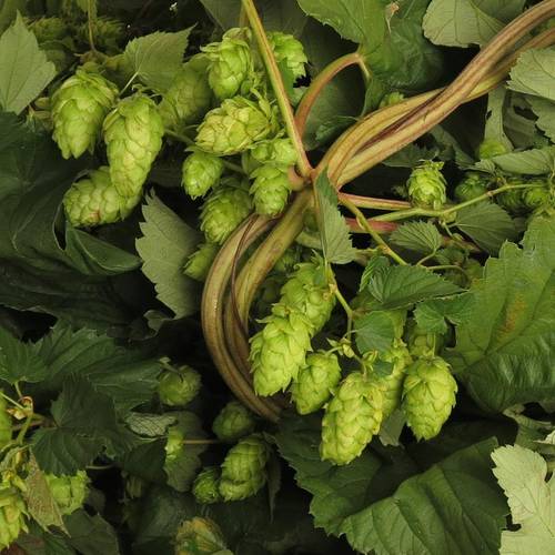 Hopfen Ranken dunkel grün 750cm