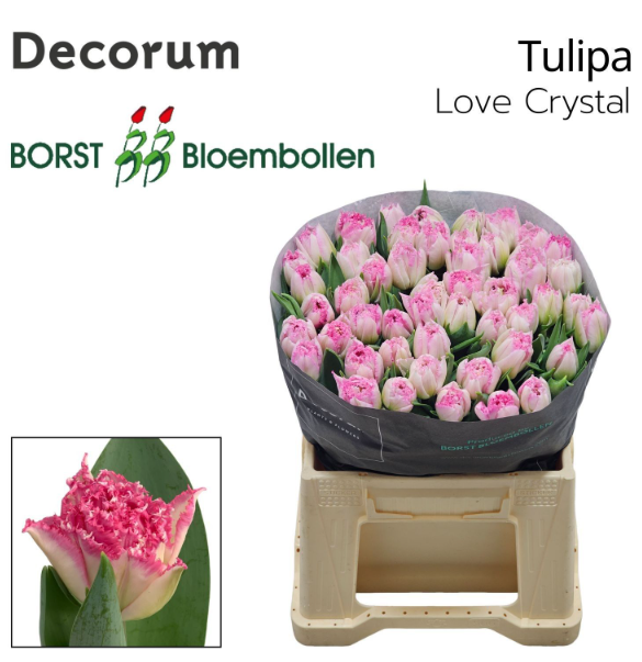 Tulpe rosa Fr Love crystal 42 Gramm
