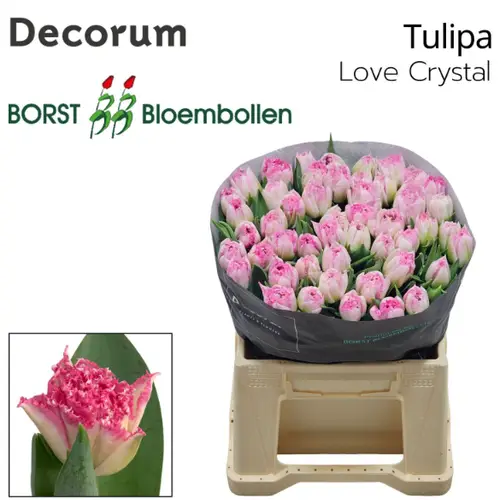 Tulpe rosa Fr Love crystal 42 Gramm