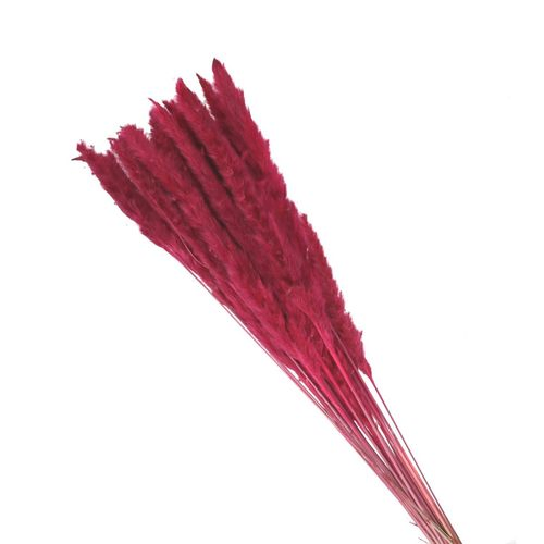 Trocken Pampasgras Fluffy fuchsie L80cm