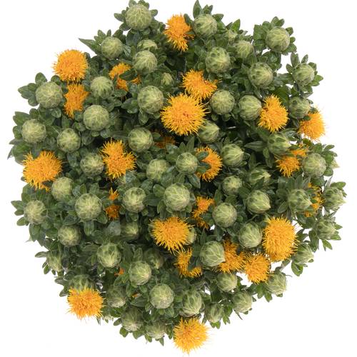 Carthamus orange Tinctorius 70cm