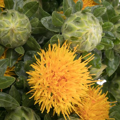 Carthamus orange Tinctorius 70cm