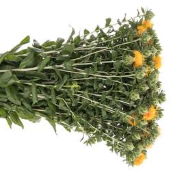 Carthamus orange Tinctorius 70cm