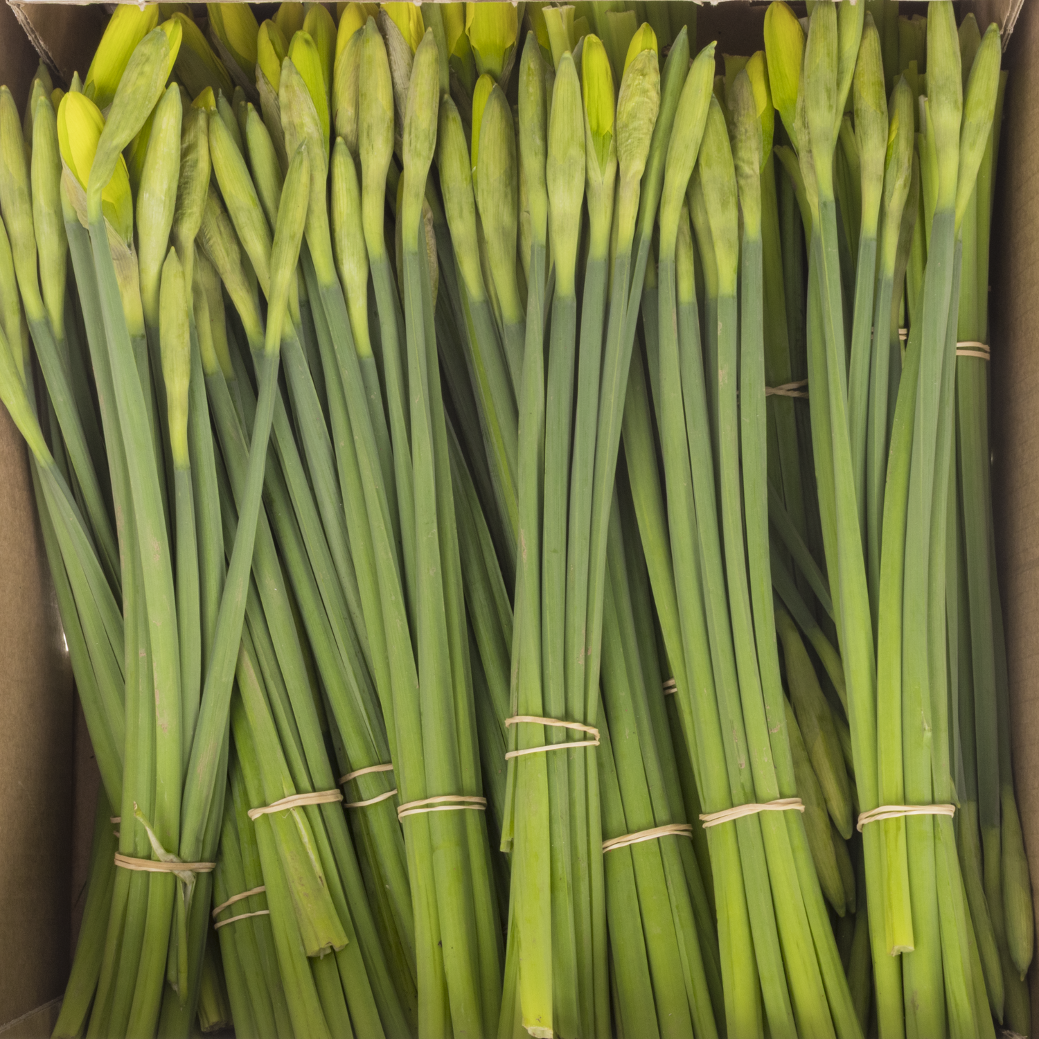 Narzisse gelb dutch master X40 Bund 35cm