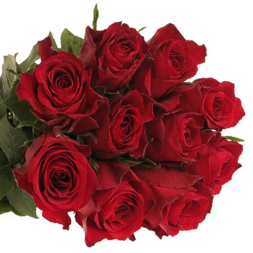 Rose rot Madam Red 60cm