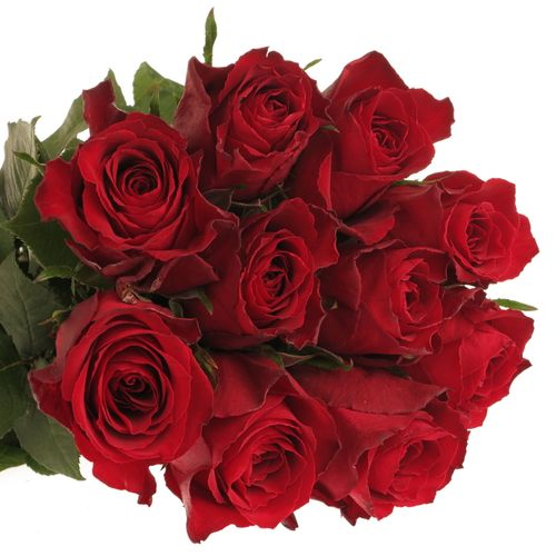 Rose rot Madam Red 60cm