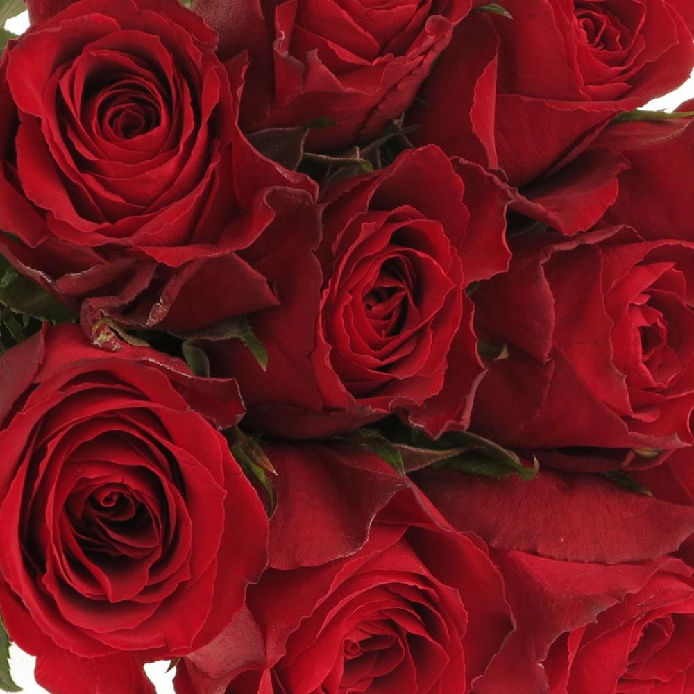 Rose rot Madam Red 60cm