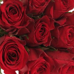 Rose rot Madam Red 60cm