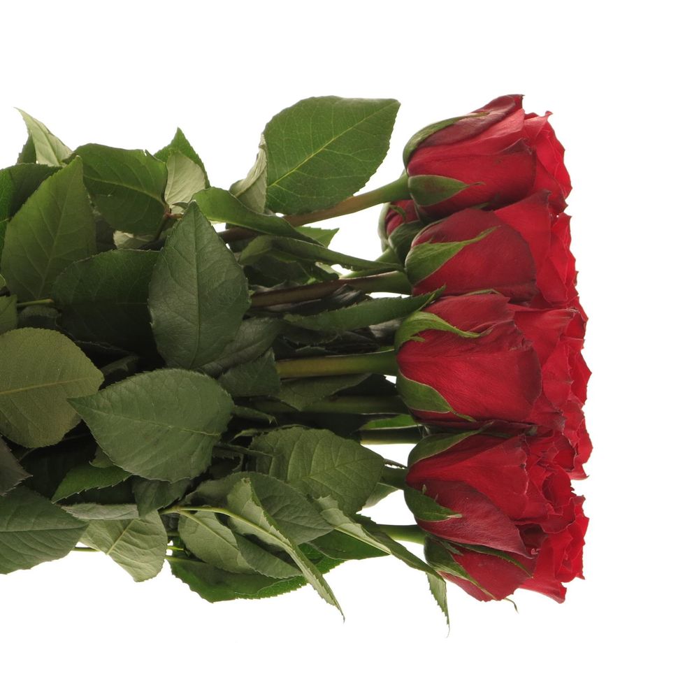 Rose rot Madam Red 60cm