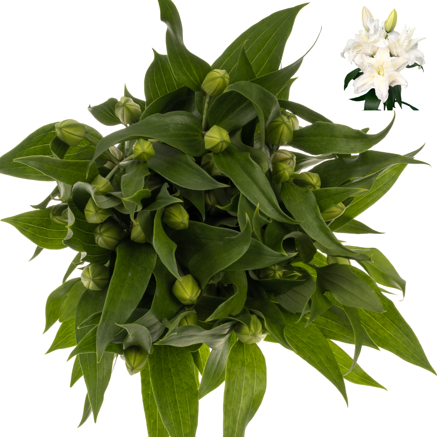 Lilie orientalisch weiss gefüllt Alana 4+ Blüte 80cm