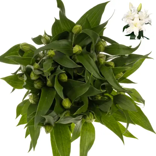 Lilie orientalisch weiss gefüllt Alana 4+ Blüte 80cm