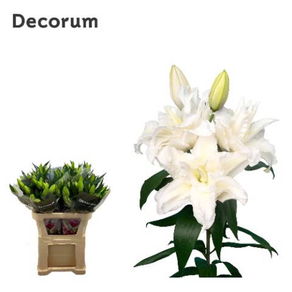 Lilie orientalisch weiss gefüllt Alana 4+ Blüte 80cm