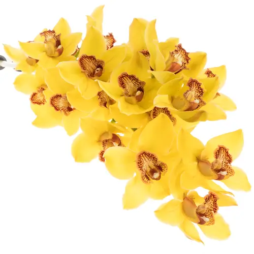 Cymbidium gelb Nevada 60cm 9+Blüte