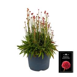 Armeria Ballerina rot T19 H040