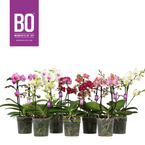 Phal.2-R mix BO T12 H040