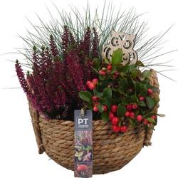 Garten.Arr PTHO4129 Herbst T20 H030