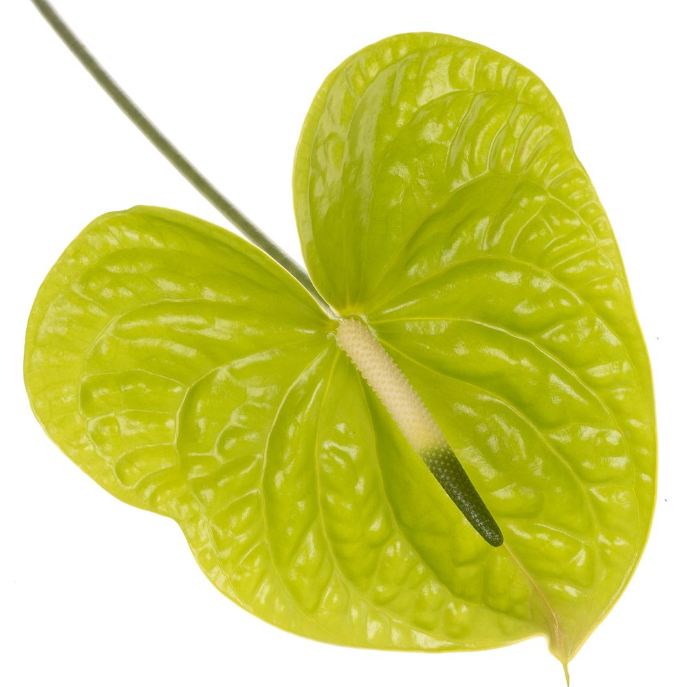 Anthurium grün Grand Slam Blüte 15cm