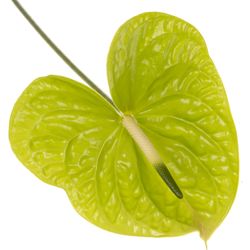 Anthurium grün Grand Slam Blüte 15cm