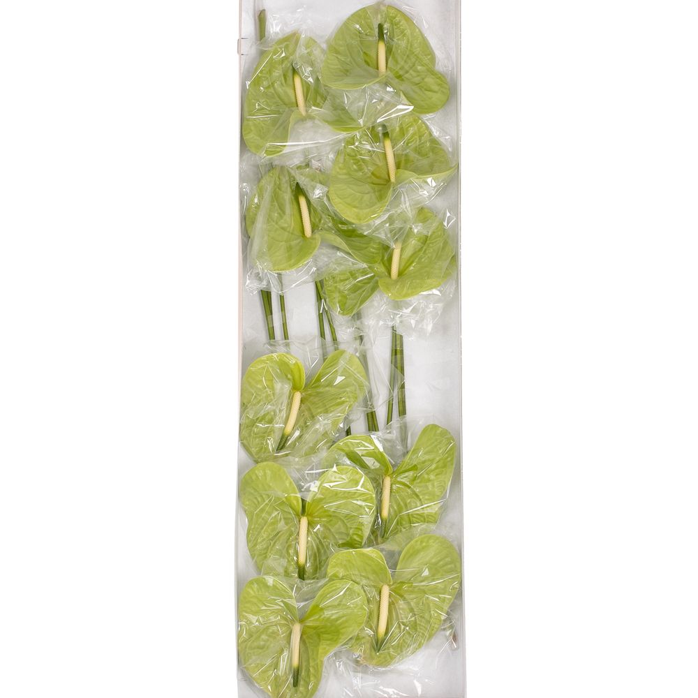 Anthurium grün Grand Slam Blüte 15cm