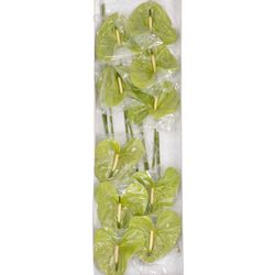 Anthurium grün Grand Slam Blüte 15cm