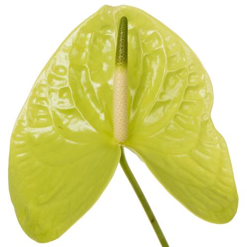Anthurium grün Grand Slam Blüte 15cm