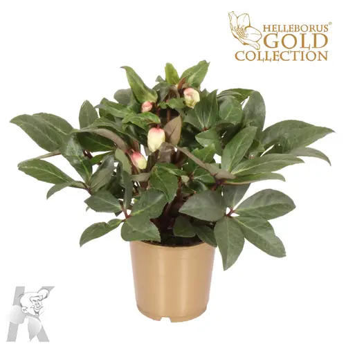 Helleb.weiss Snow Dance Gold T15 H030