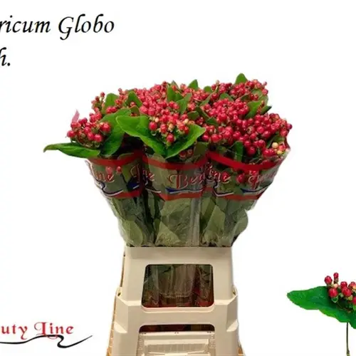 Hypericum rot Globo Punch 70cm