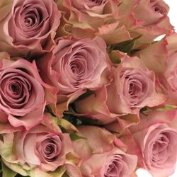 Rose lila Memory Lane 50cm