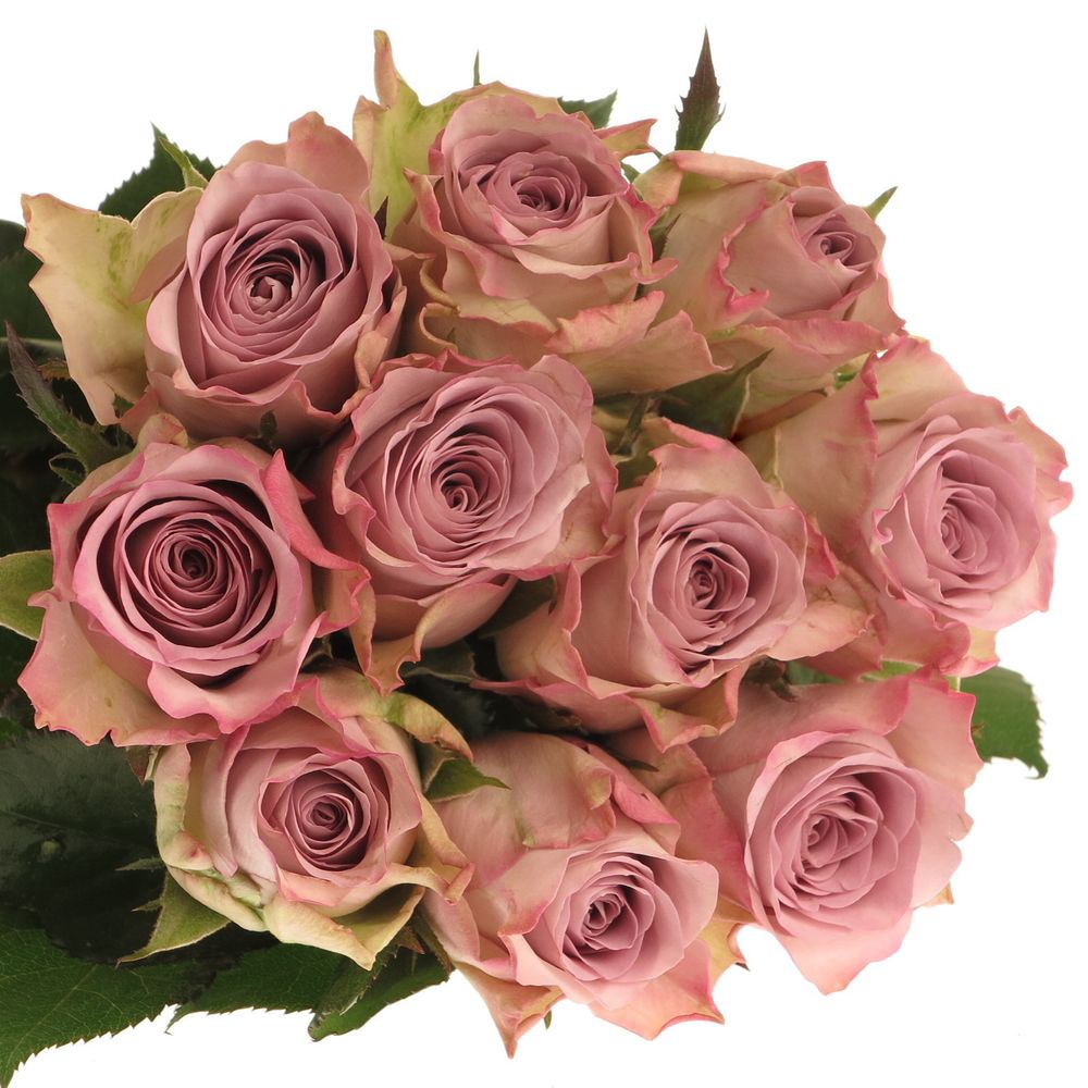 Rose lila Memory Lane 50cm