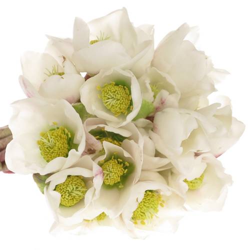 Christrosen weiss Hell Niger 18cm