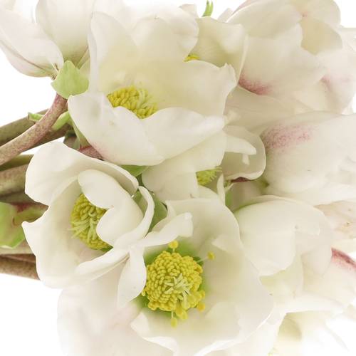 Christrosen weiss Hell Niger 18cm