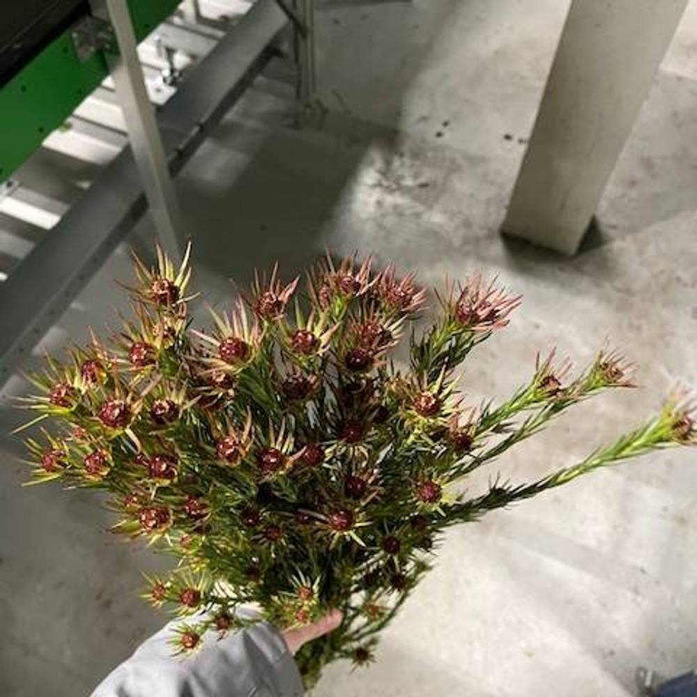 Leucadendron braun Jubilee Crown Verzweigt 70cm