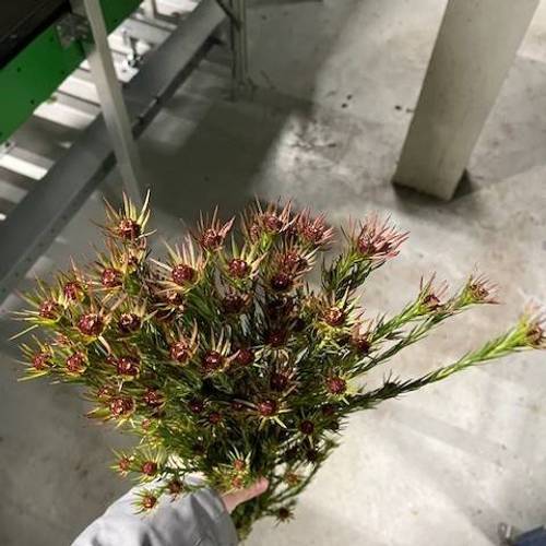 Leucadendron braun Jubilee Crown Verzweigt 70cm
