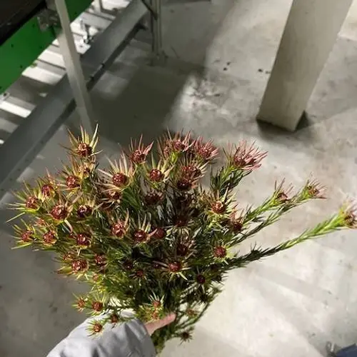 Leucadendron braun Jubilee Crown Verzweigt 70cm