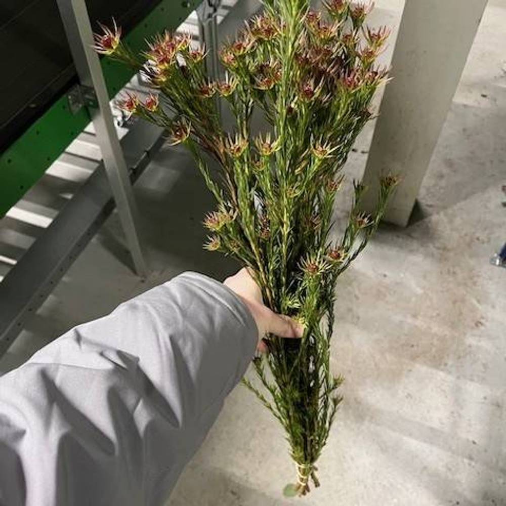 Leucadendron braun Jubilee Crown Verzweigt 70cm