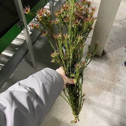 Leucadendron braun Jubilee Crown Verzweigt 70cm