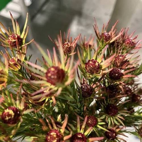 Leucadendron braun Jubilee Crown Verzweigt 70cm