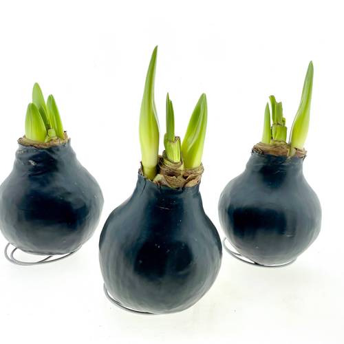 Amar. Wachs schwarz wss Bl H015