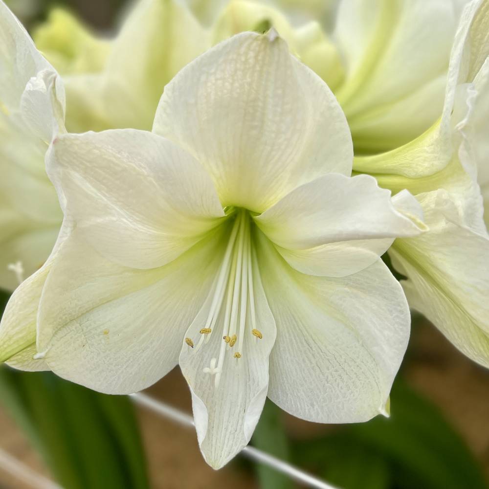 Amar. Wachs schwarz wss Bl H015