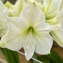 Amar. Wachs schwarz wss Bl H015