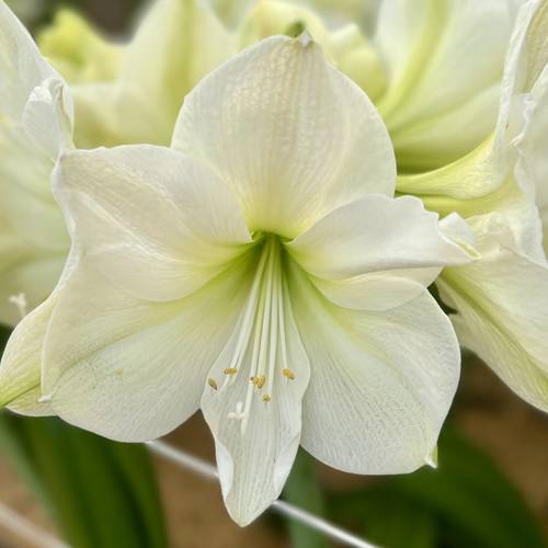 Amar. Wachs schwarz wss Bl H015