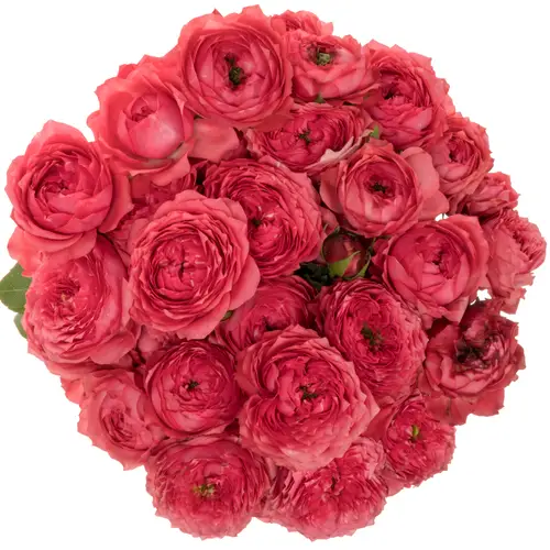 Rose verzweigt fuchsia Julietta Raspberry 60cm