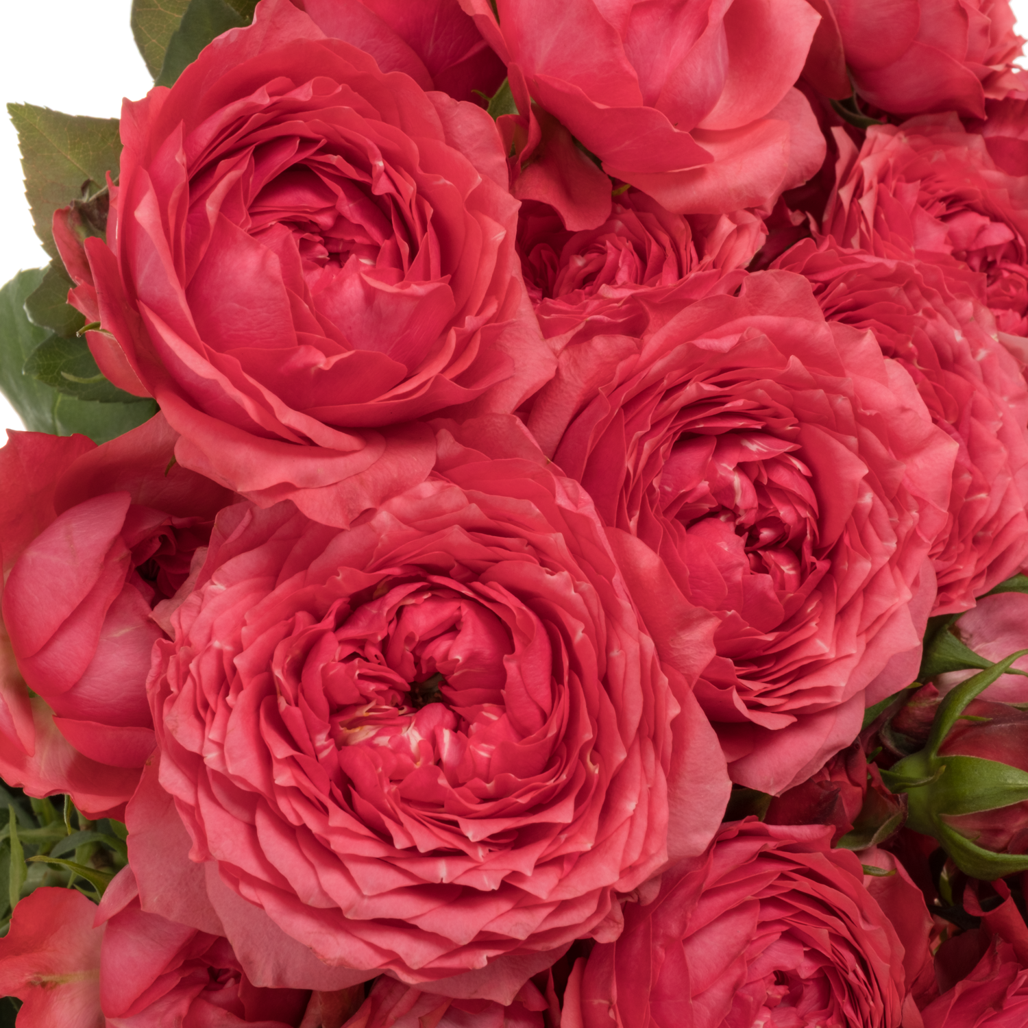 Rose verzweigt fuchsia Julietta Raspberry 60cm