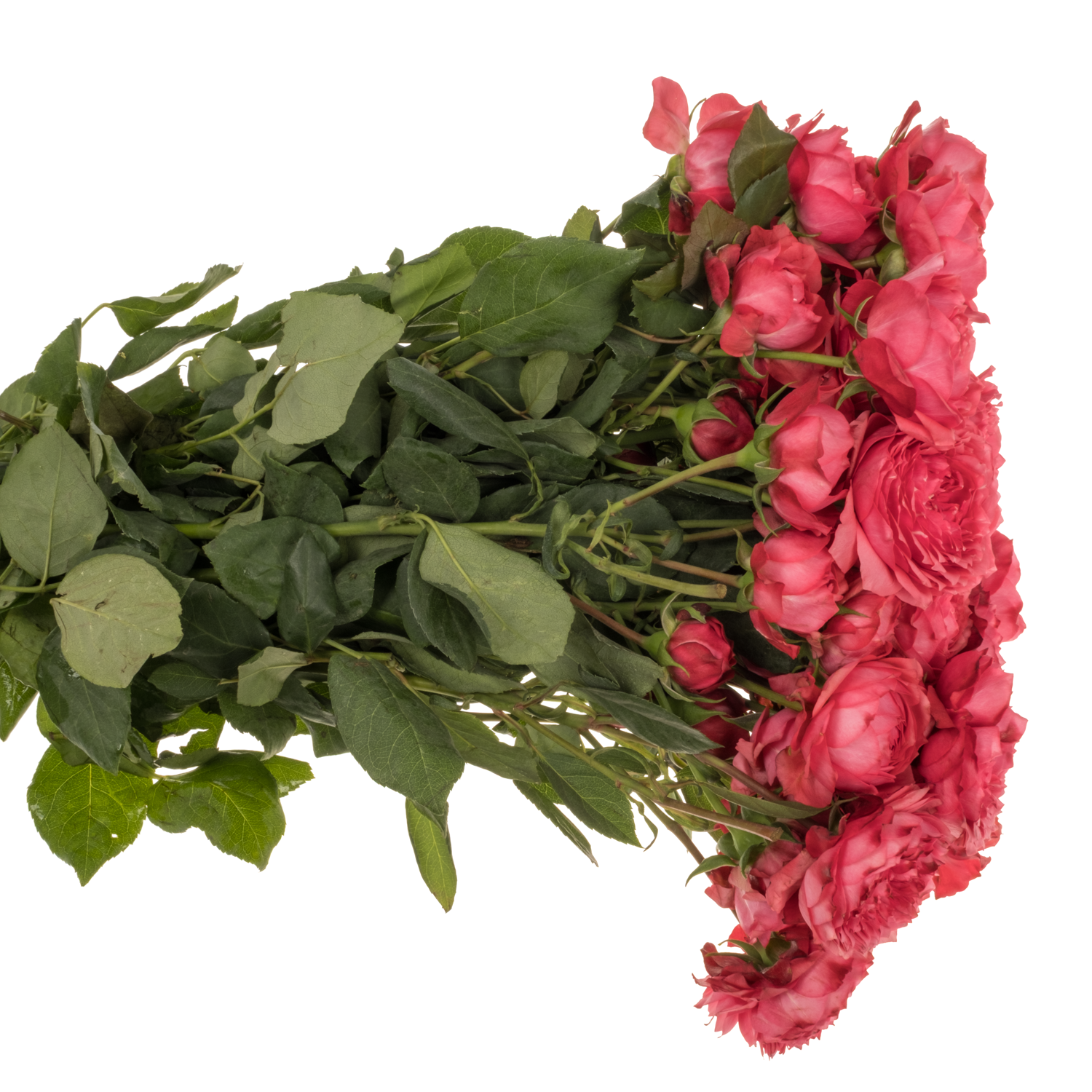 Rose verzweigt fuchsia Julietta Raspberry 60cm