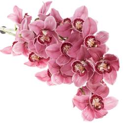 Cymbidium rosa Monica 60cm 9+Blüte