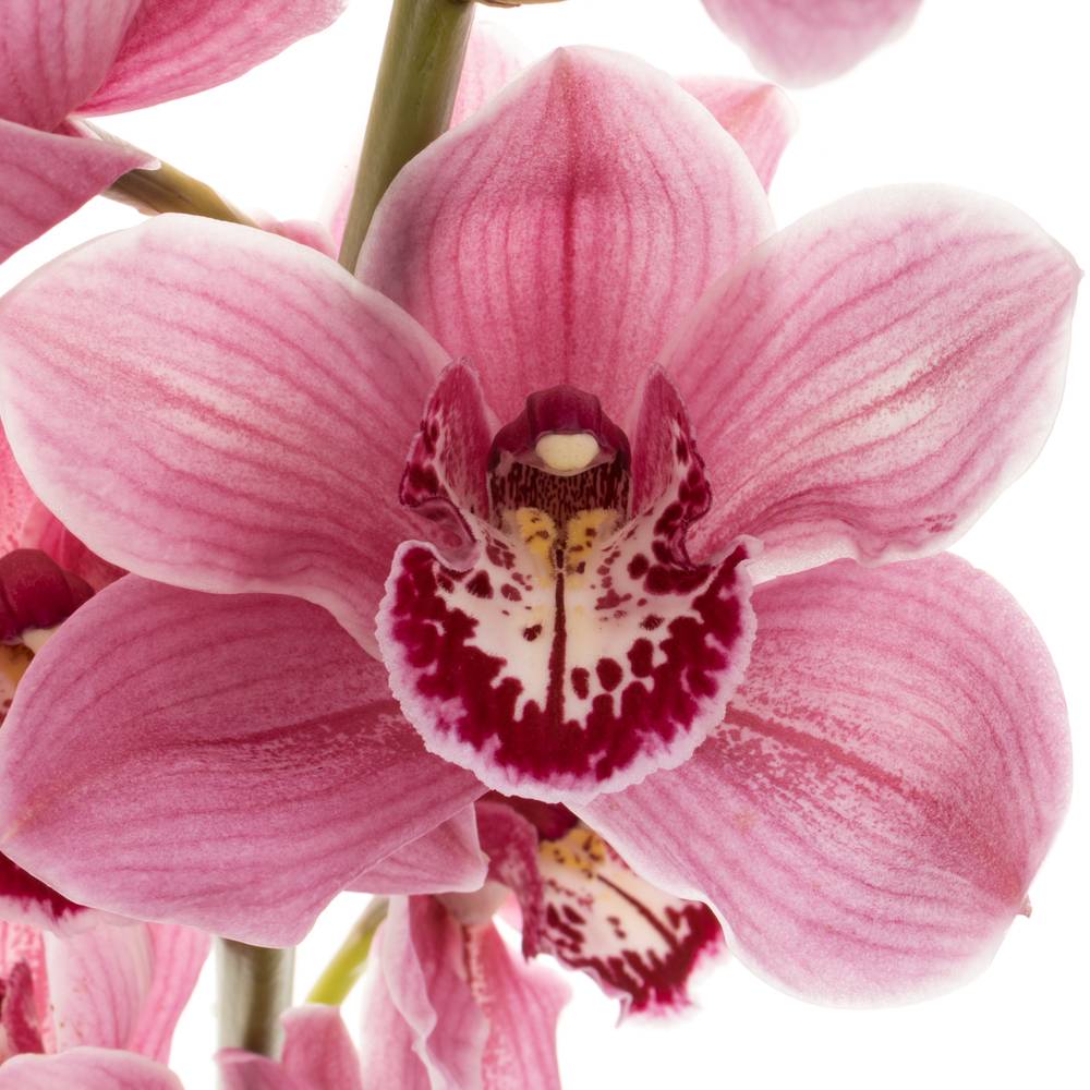 Cymbidium rosa Monica 60cm 9+Blüte