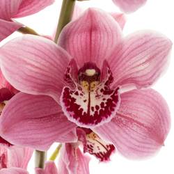 Cymbidium rosa Monica 60cm 9+Blüte